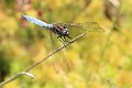 IMG_2293_Orthetrum_coerulescens